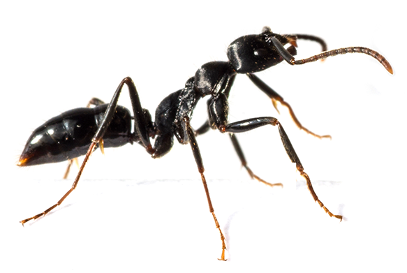 Control de plagas de hormigas en Alicante