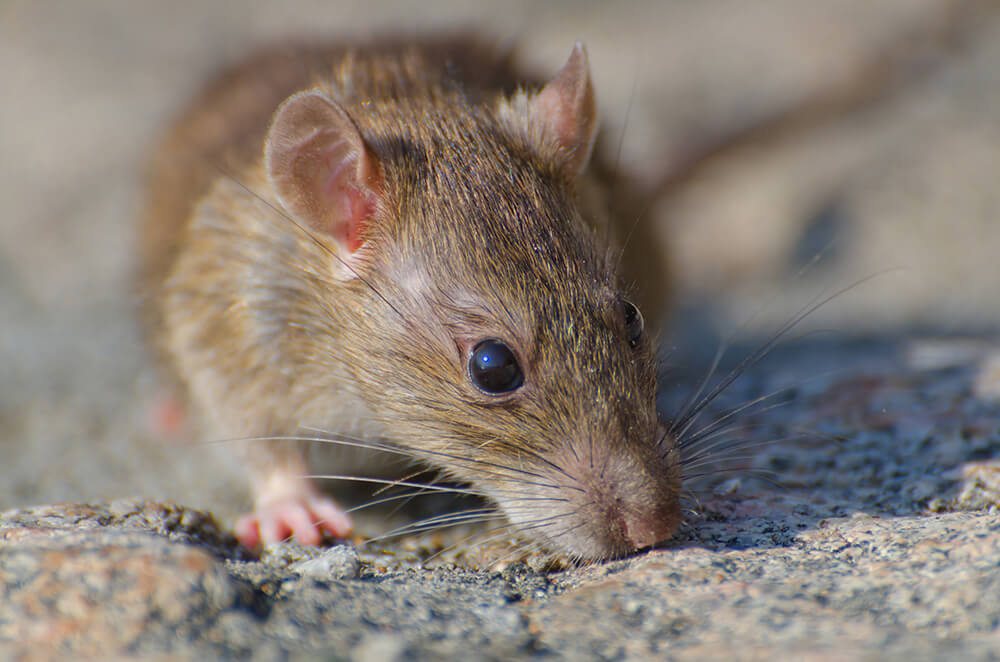 Control de plagas de roedores en Alicante